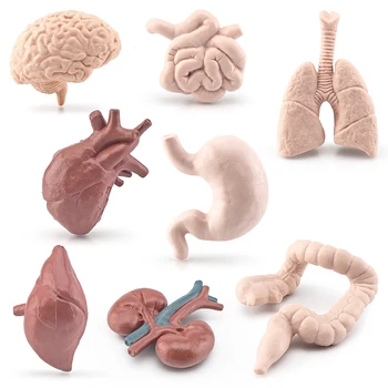 Simülasyon İnsan Torso Vücut Organı Minyatür Anatomi Organları Modeli Beyin Kalp Figürleri Çocuk Montessori Bilişsel Oyuncaklar